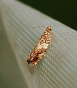Brown Elm Bell (Epinotia abbreviana)