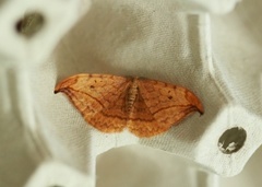 Dusky Hook-tip (Drepana curvatula)