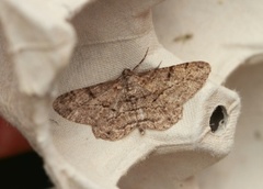 Willow Beauty (Peribatodes rhomboidaria)