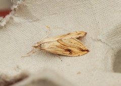 Garden Pebble (Evergestis forficalis)