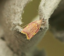 Long-horned Flat-body (Carcina quercana)