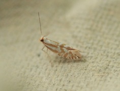 Downland Argent (Argyresthia abdominalis)