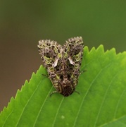 Orache Moth (Trachea atriplicis)