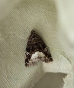 Marbled White Spot (Deltote pygarga)