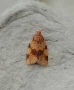 Brown-barred Tortrix (Epagoge grotiana)