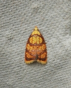 Yellow Rose Button (Acleris bergmanniana)