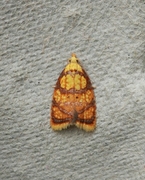 Roseflatvikler (Acleris bergmanniana)