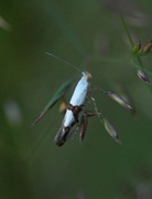 Argyresthia ivella