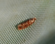 Brun furuskuddvikler (Rhyacionia pinivorana)