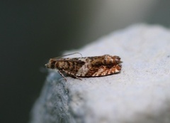 Brown Elm Bell (Epinotia abbreviana)