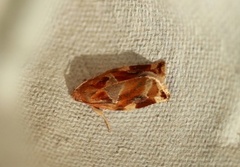 Variegated Golden Tortrix (Archips xylosteana)