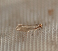 Argyresthia glabratella