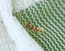 Phyllonorycter ulmifoliella