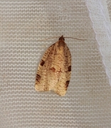 Large Ivy Tortrix (Lozotaenia forsterana)