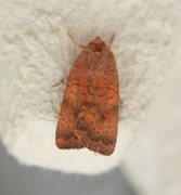 Least Yellow Underwing (Noctua interjecta)