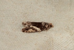 Raklekveldvikler (Epinotia nisella)