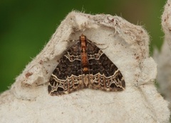 Geitramsdråpemåler (Ecliptopera silaceata)