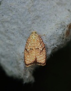 Lønneblomstflatvikler (Acleris forsskaleana)