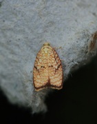 Lønneblomstflatvikler (Acleris forsskaleana)