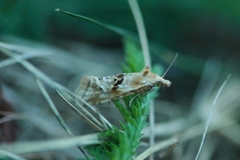 Kentish Conch (Cochylimorpha alternana)