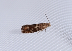 Silver-barred Bell (Epinotia fraternana)