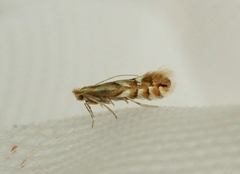 Phyllonorycter maestingella