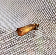 Early Long-horn (Adela cuprella)