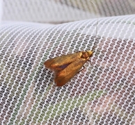 Early Long-horn (Adela cuprella)