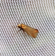 Early Long-horn (Adela cuprella)