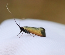 Green Long-horn (Adela reaumurella)