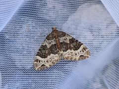 Small Phoenix (Ecliptopera silaceata)