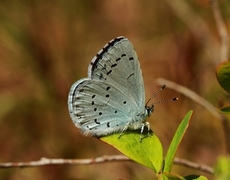 Holly Blue (Celastrina argiolus)