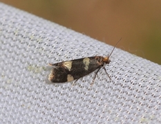 Currant-shoot Borer (Lampronia capitella)