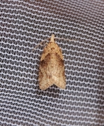 Common Tortrix (Capua vulgana)
