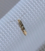 Phyllonorycter maestingella