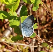 Holly Blue (Celastrina argiolus)