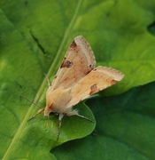 Bordered Straw (Heliothis peltigera)