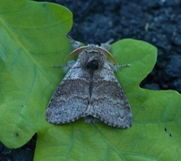 Pale Tussock (Calliteara pudibunda)