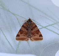 Burnet Companion (Euclidia glyphica)