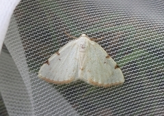 White-pinion Spotted (Lomographa bimaculata)