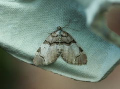 The Streamer (Anticlea derivata)