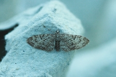 Oak-tree Pug (Eupithecia dodoneata)