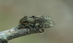 Oliventannspinner (Peridea anceps)