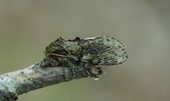 Great Prominent (Peridea anceps)
