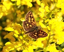 Gulflekksmyger (Carterocephalus palaemon)