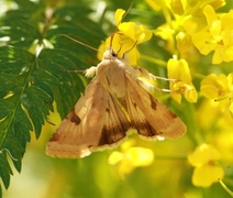 Bordered Straw (Heliothis peltigera)