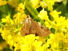 Bordered Straw (Heliothis peltigera)