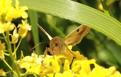 Okerfagerfly (Heliothis peltigera)