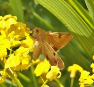 Bordered Straw (Heliothis peltigera)
