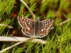 Grizzled Skipper (Pyrgus malvae)